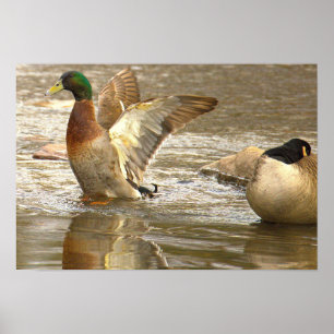 Stockenten Spiegelung Foto Poster