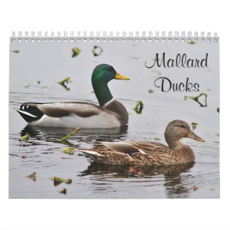 Stockentenenten Kalender