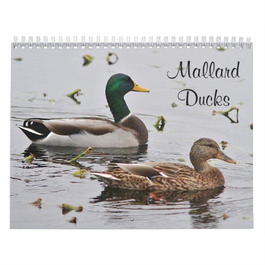 Stockentenenten Kalender (Titelbild)