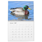 Stockentenenten Kalender (Jan 2027)