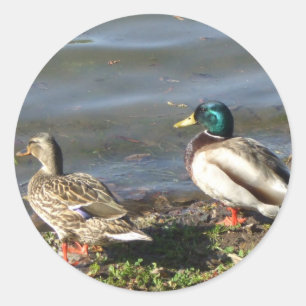 Stockentenenten-Paaraufkleber Runder Aufkleber