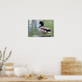 Stockentenposter Poster (Küche)