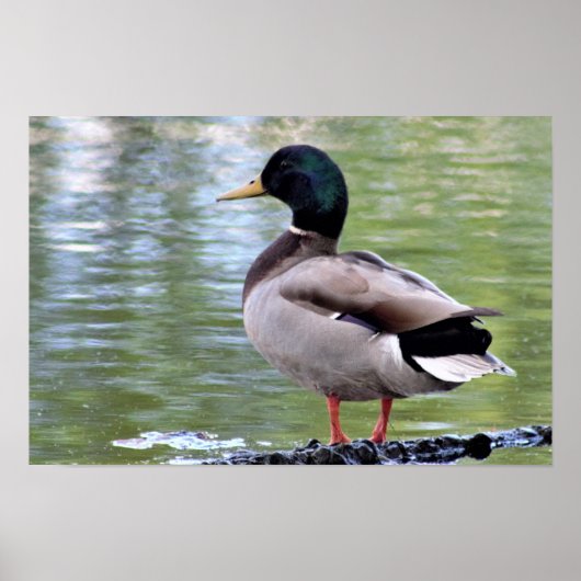 Stockentenposter Poster (Vorne)