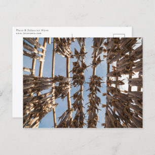 Stockfish Lofoten Norwegen Postkarte