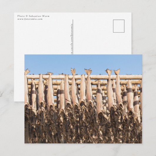 Stockfish Lofoten Postkarte (Vorne/Hinten)