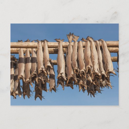 Stockfish Lofoten Postkarte (Vorderseite)