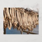 Stockfish Lofoten Postkarte (Vorderseite)
