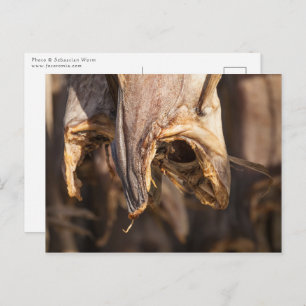 Stockfish Lofoten Postkarte