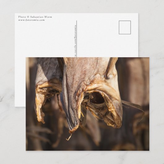 Stockfish Lofoten Postkarte (Vorne/Hinten)