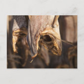 Stockfish Lofoten Postkarte (Vorderseite)