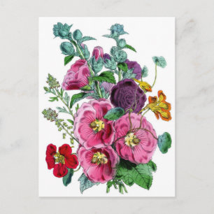 Stockrosen Botanische Illustration Postkarte
