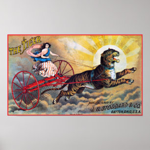 Stoddard Tiger Poster