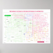 Stoffwechselweg zur Synthese von Antibiotika Poster (Vorne)