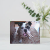 Stogie Postkarte (Stehend Vorderseite)