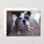 Stogie Postkarte (Vorne/Hinten)