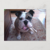 Stogie Postkarte (Vorderseite)