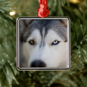 Stoiber Blick auf Alaskan Malamute Ornament Aus Metall