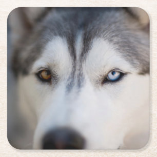 Stoiber Blick auf Alaskan Malamute Rechteckiger Pappuntersetzer