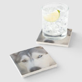 Stoiber Blick auf Alaskan Malamute Steinuntersetzer (Seitenansicht)
