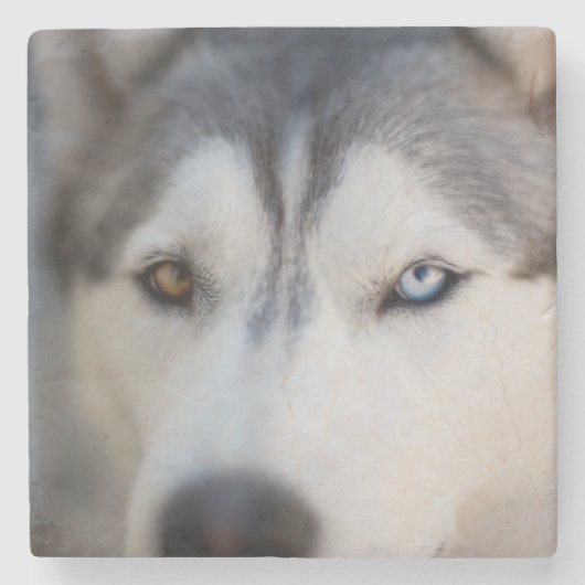 Stoiber Blick auf Alaskan Malamute Steinuntersetzer (Vorderseite)
