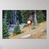 Stoic Elk Poster (Vorne)