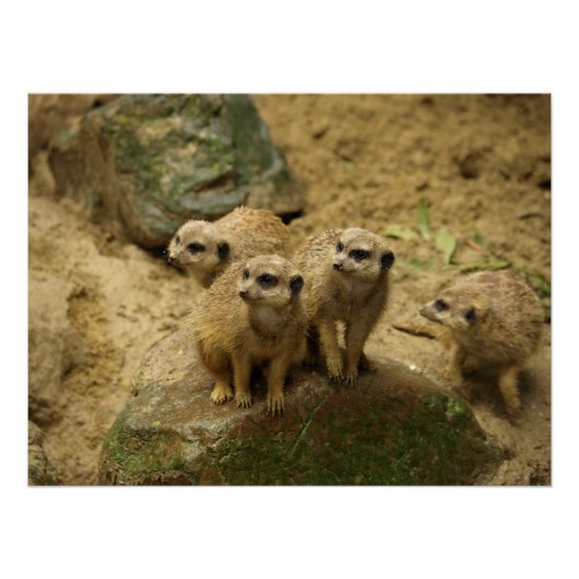 Stokstaartjes, meercat poster (Vorderseite)