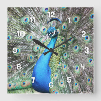 Stolz als Pfau Quadratische Wanduhr