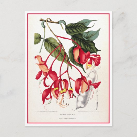 Stolz auf die Illustration der Orchideen in Burma Postkarte (Vorderseite)