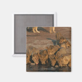 Stolz auf Löwentrinken Magnet (Vorderseite/Rückseite)