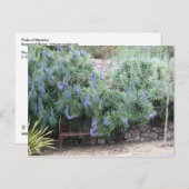 Stolz auf Madeira Postkarte (Vorne/Hinten)