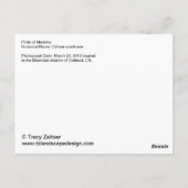 Stolz auf Madeira Postkarte (Rückseite)