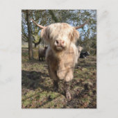 Stolz darauf, schottisch zu sein postkarte (Vorderseite)