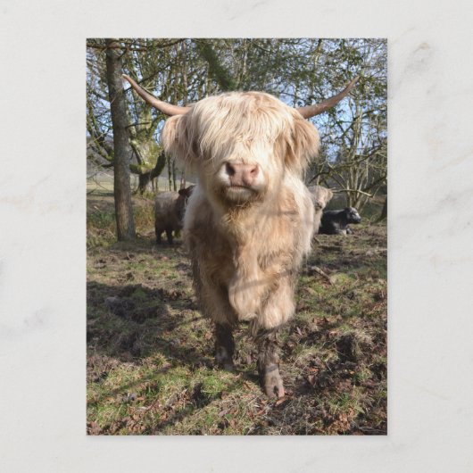 Stolz darauf, schottisch zu sein postkarte (Vorderseite)