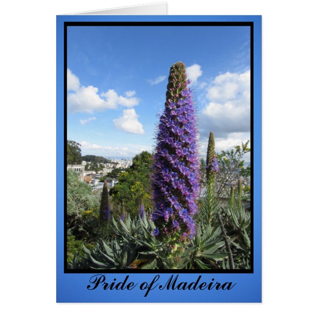 Stolz der Blume Madeira (Vorne)