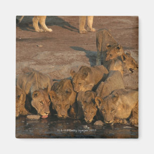 Stolz des Löwe-Trinkens Magnet