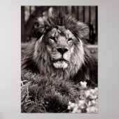 stolz poster (Vorne)