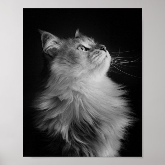 stolz poster (Vorne)