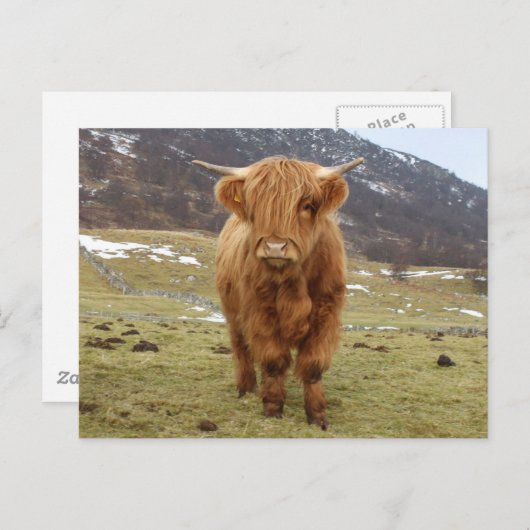 Stolz, Schottin zu sein! Postkarte (Vorne/Hinten)