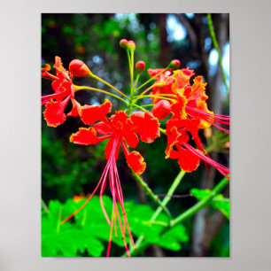 Stolz von Barbados Stretch Canvas Print Poster