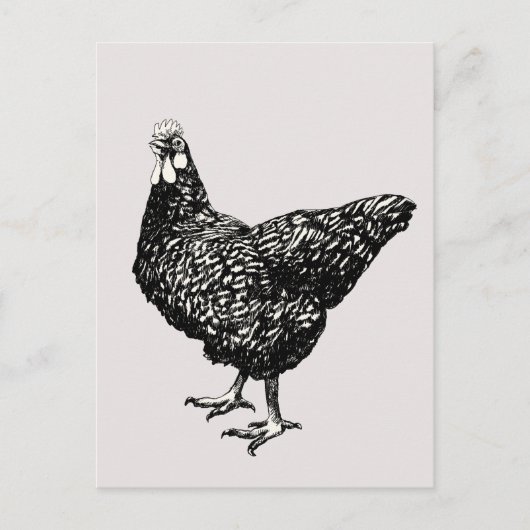 Stolz wenig Henne! Postkarte (Vorderseite)