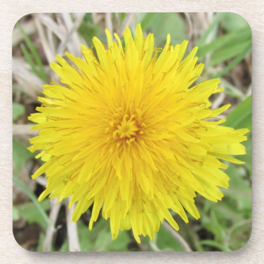 Stolze Dandelion-Blume. Getränkeuntersetzer (Vorderseite)