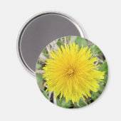 Stolze Dandelion-Blume. Magnet (Vorderseite/Rückseite)