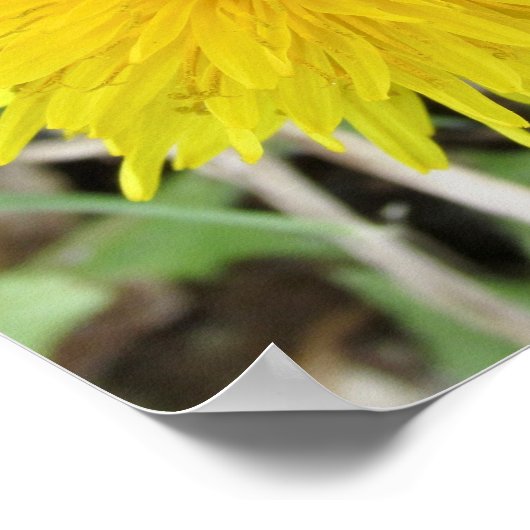 Stolze Dandelion-Blume. Poster (Ecke)