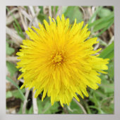 Stolze Dandelion-Blume. Poster (Vorne)