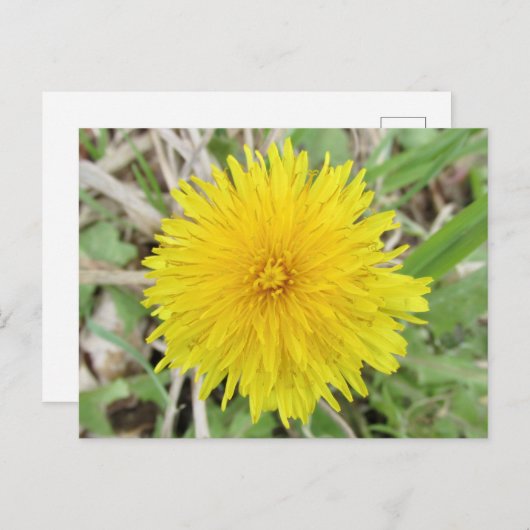 Stolze Dandelion-Blume. Postkarte (Vorne/Hinten)