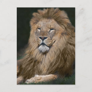 Stolze Löwen-Postkarte Postkarte