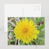 Stolze Löwenzahnblüte. Postkarte (Vorne/Hinten)