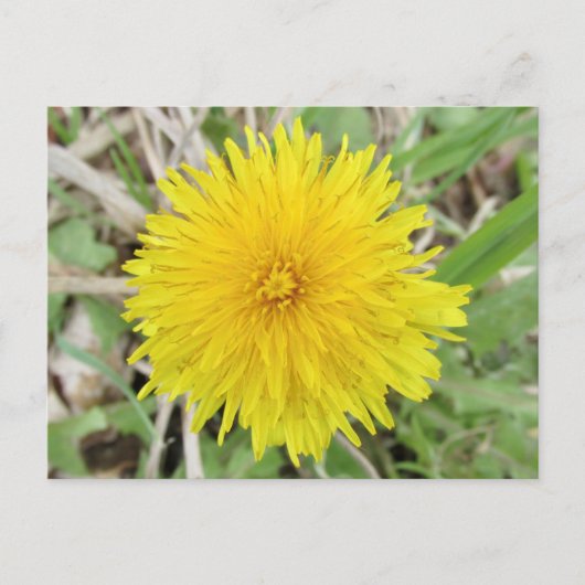 Stolze Löwenzahnblüte. Postkarte (Vorderseite)