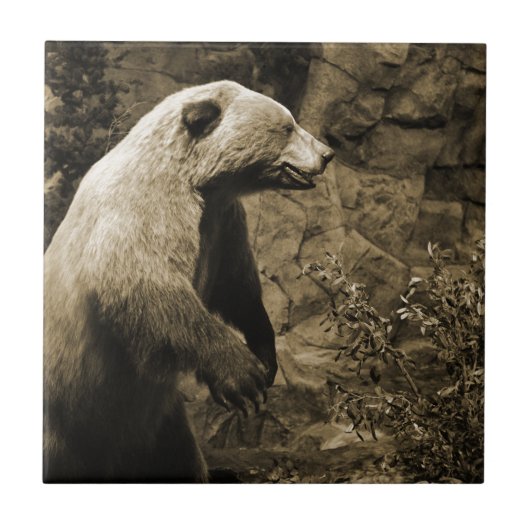 Stolzer Bär Fliese (Vorderseite)
