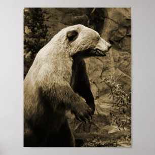 Stolzer Bär Poster